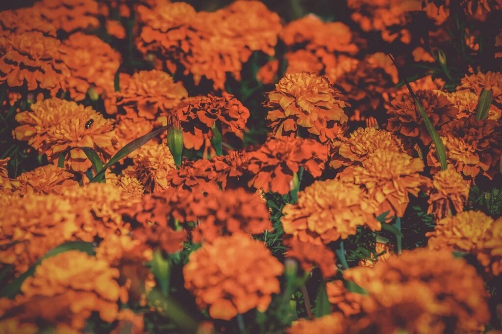 tagetes, beautiful flowers, marigold, bloom, nature, flower wallpaper, garden, summer flower, flower, plant, flower background, composites, asteraceae, summer
